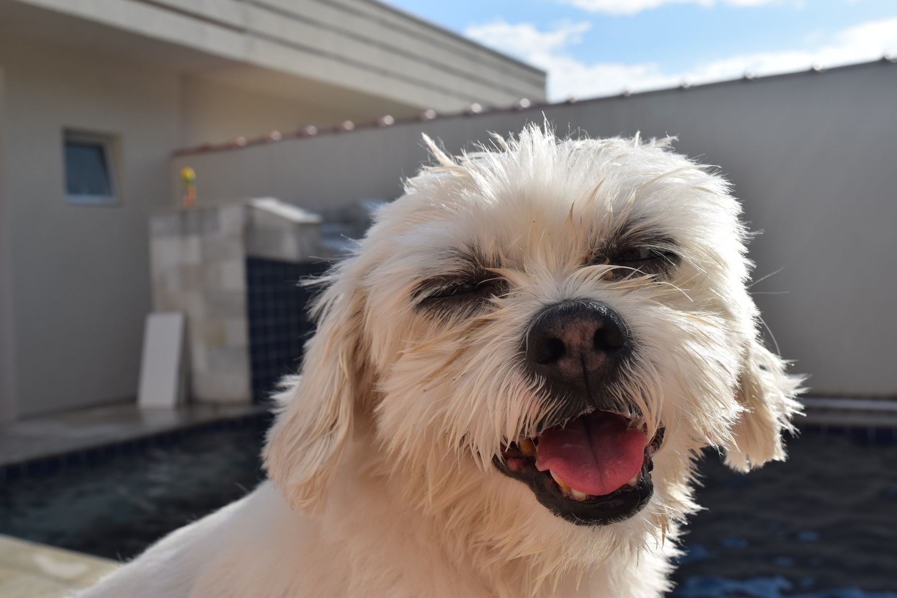Shih Tzu