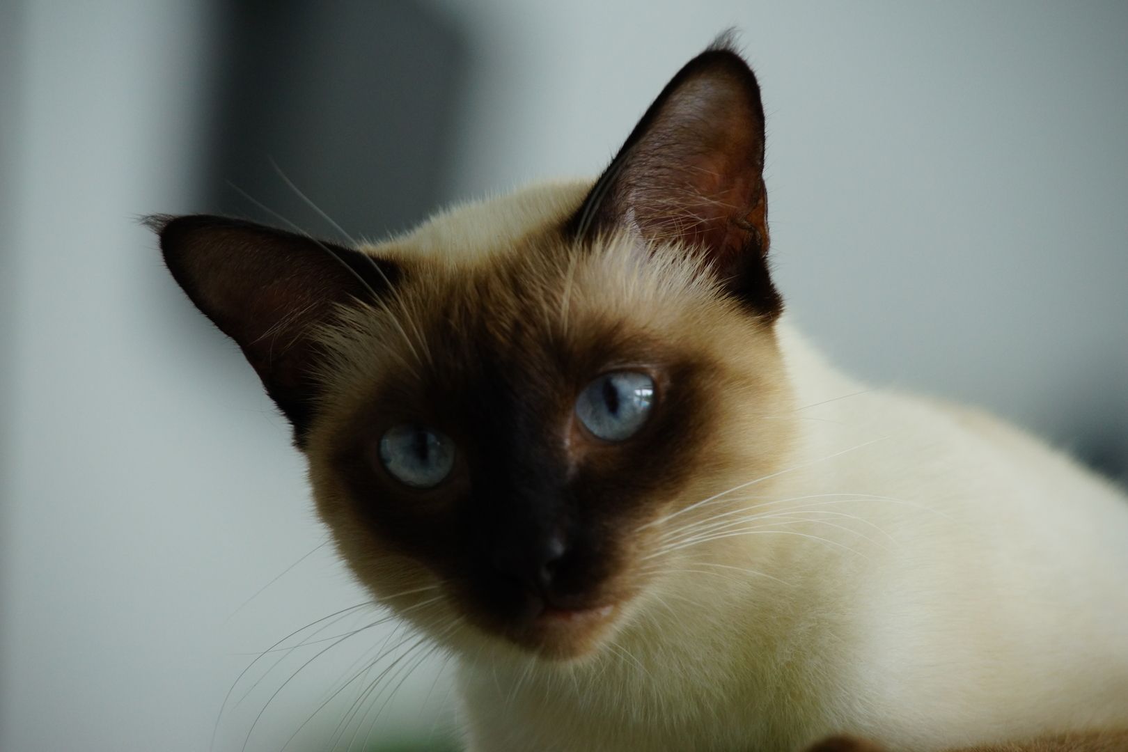 Siamese cat