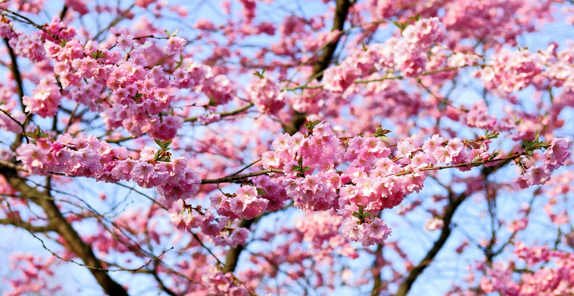 Spring (season) logo