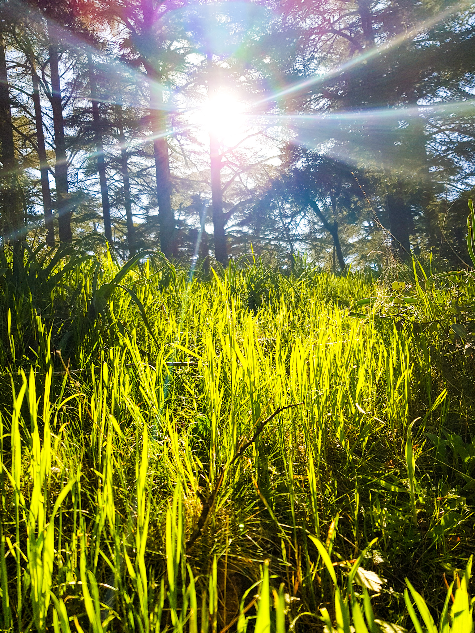 Sunlight logo
