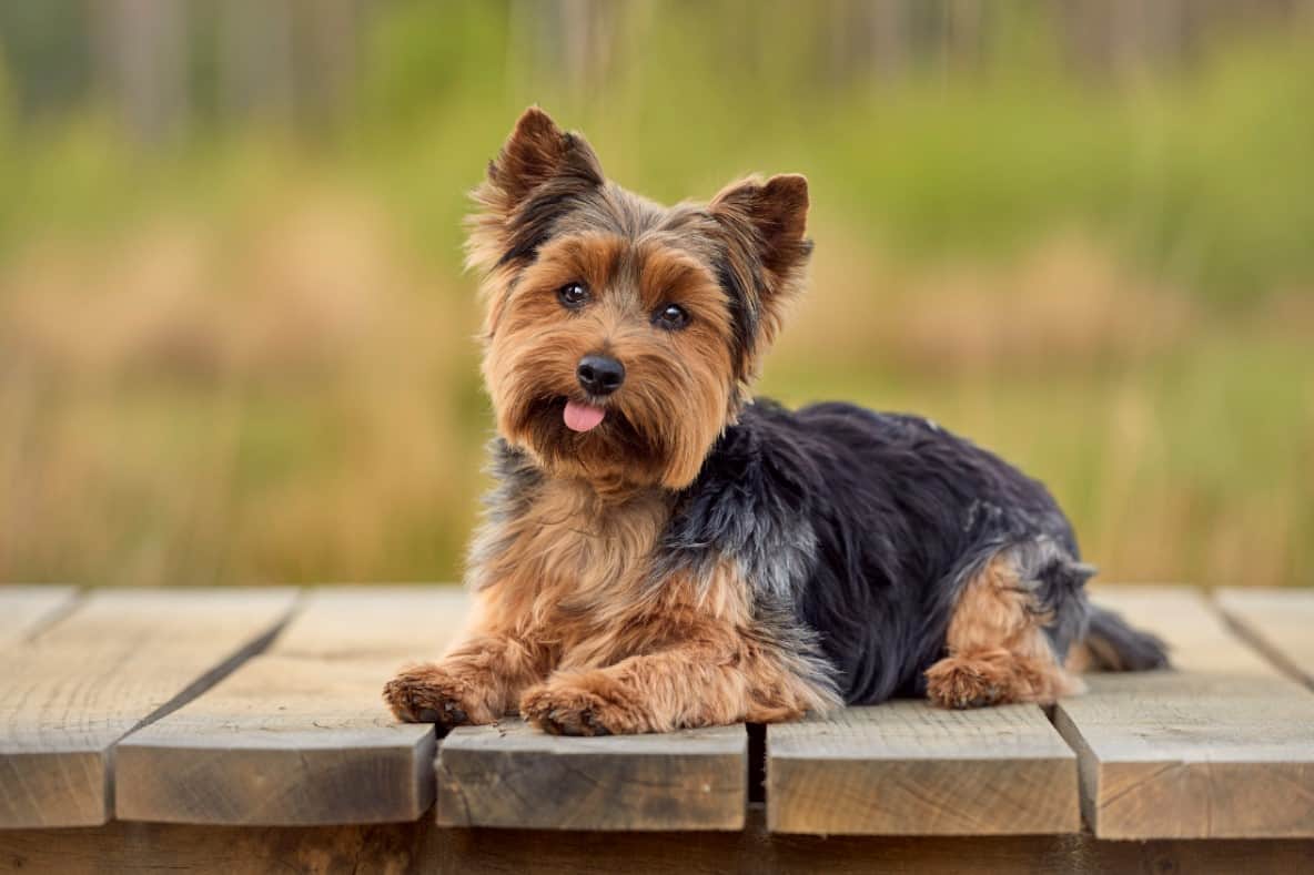 Terrier logo
