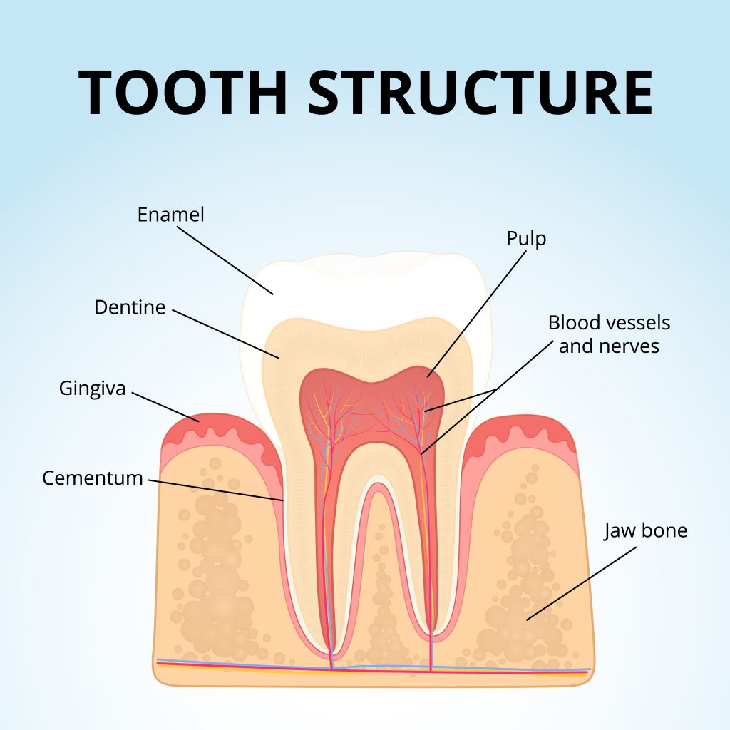 Tooth enamel logo