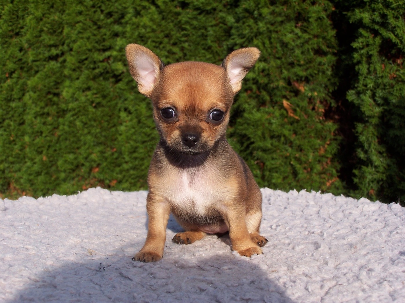 Toy dog logo