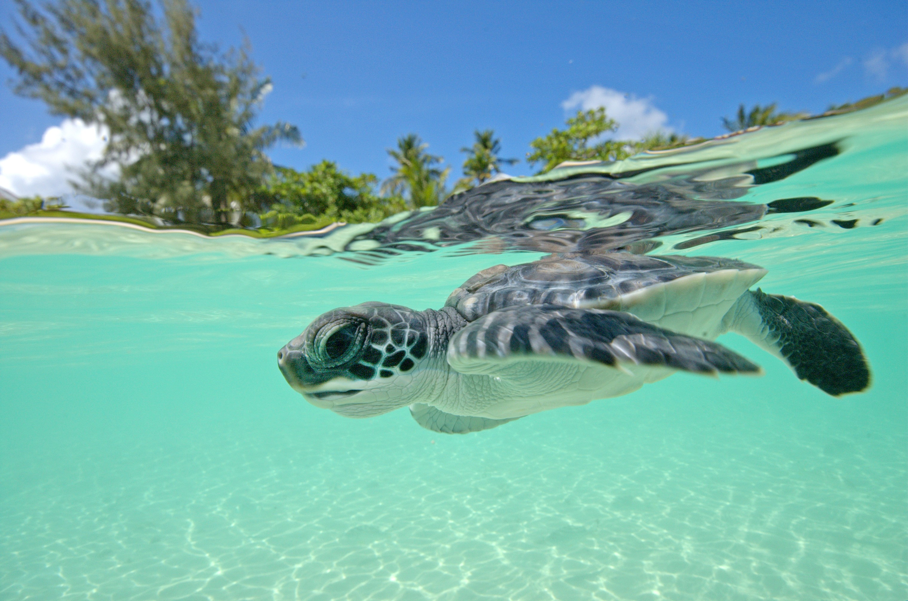 Turtle logo