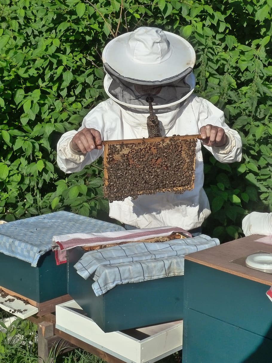Urban beekeeping logo