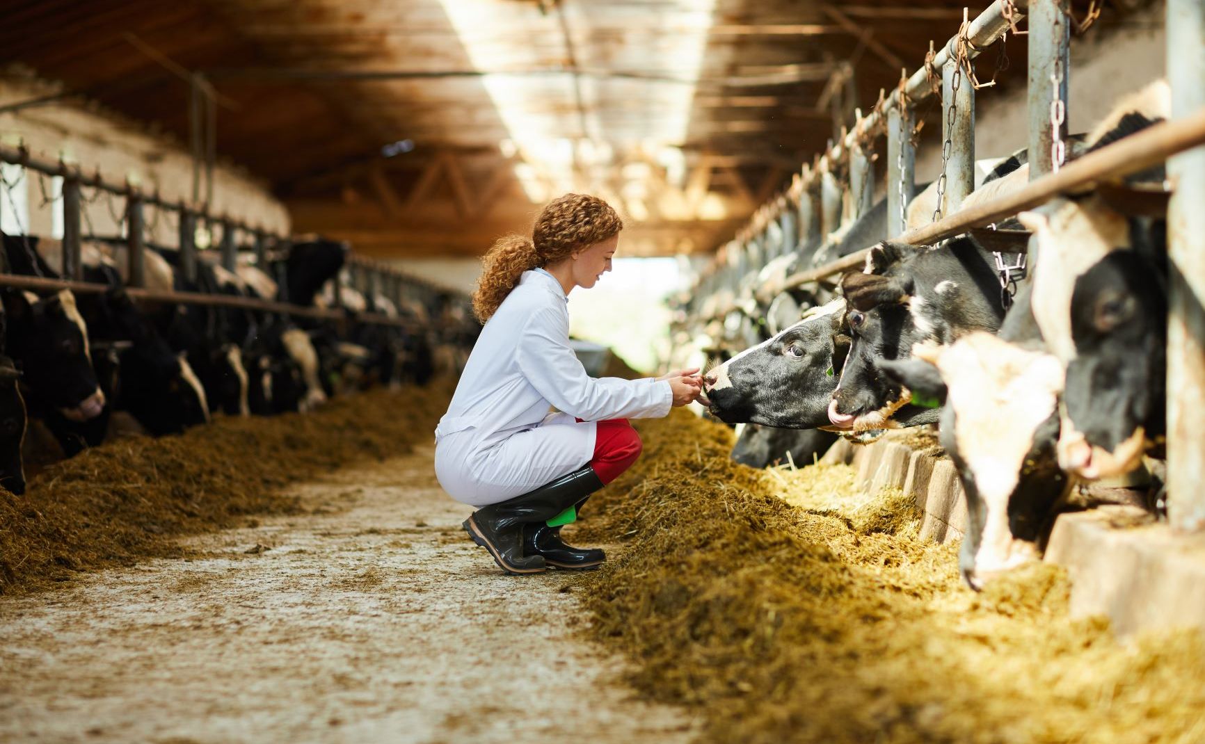 Veterinary medicine