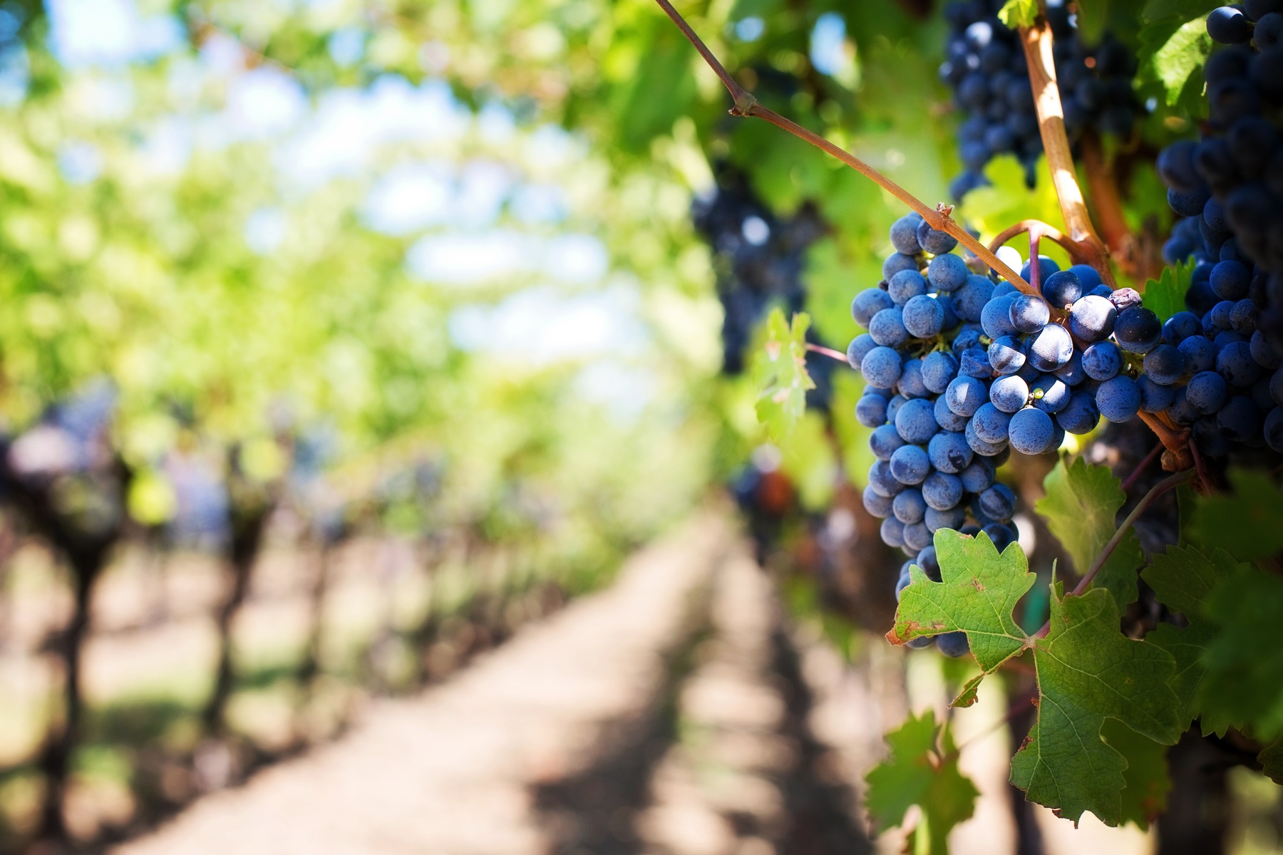 Vineyard logo
