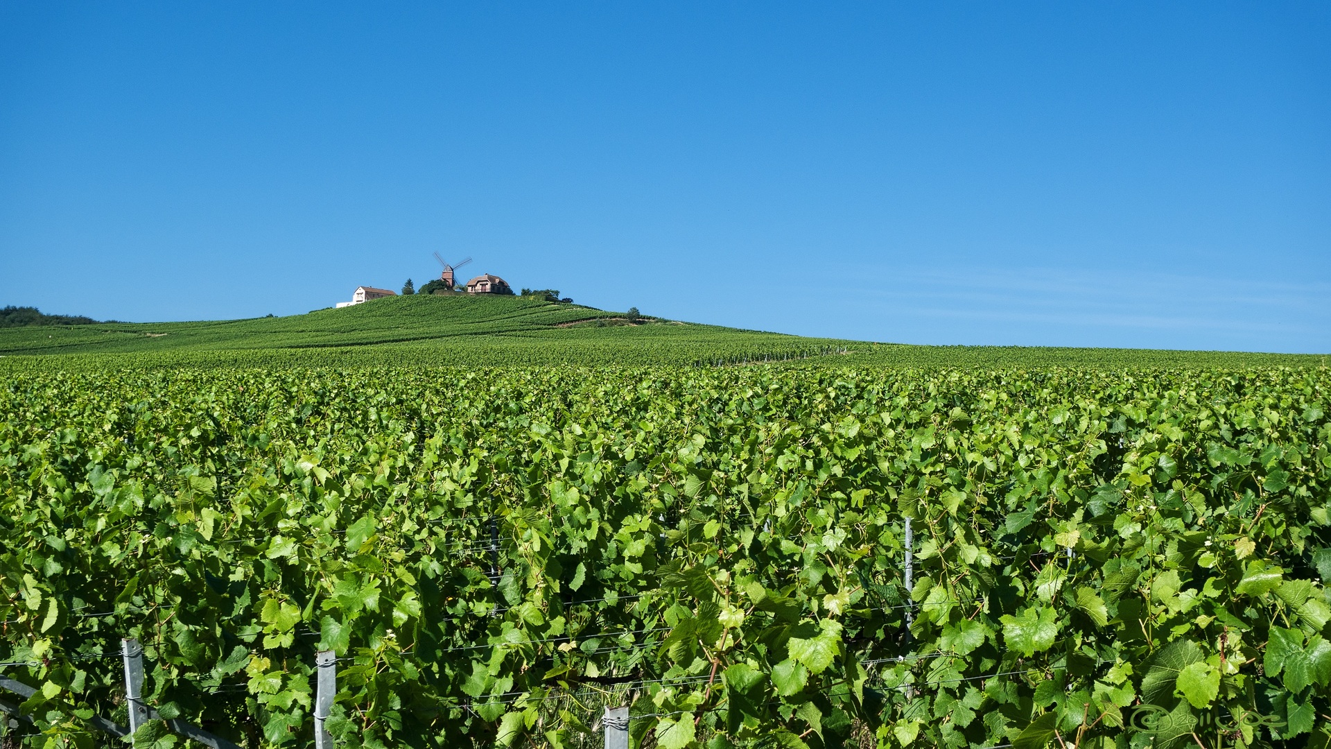 Viticulture logo