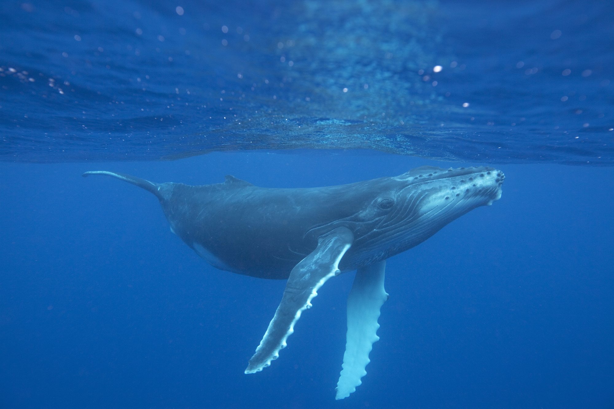 Whale logo