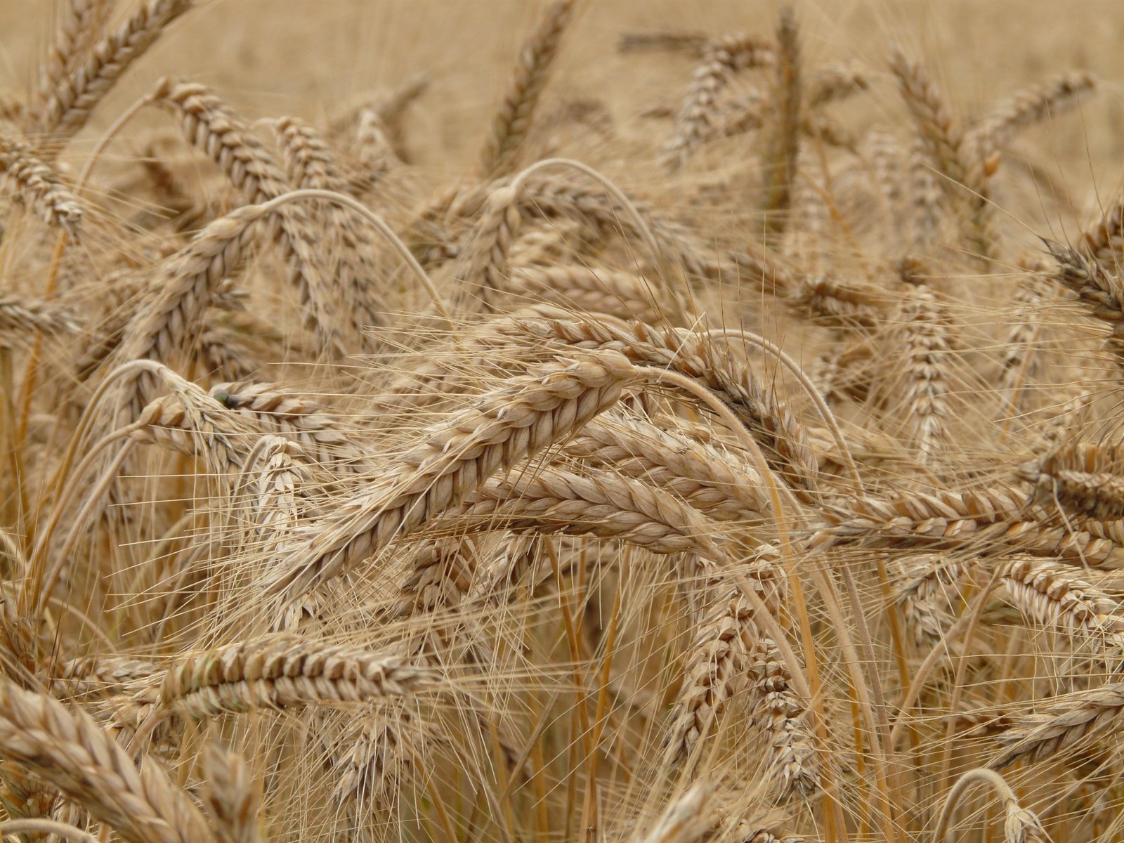Wheat logo
