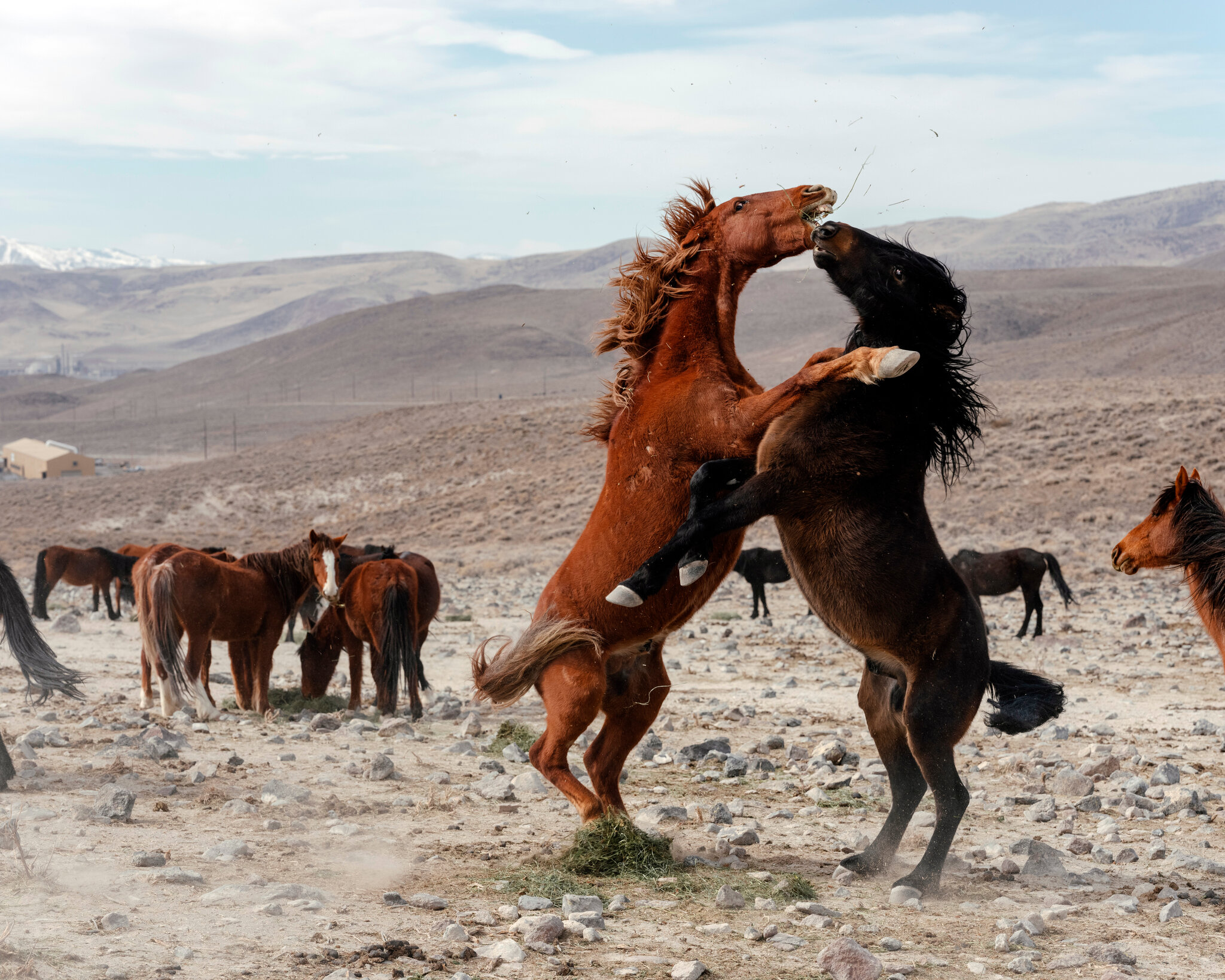 Wild horse logo