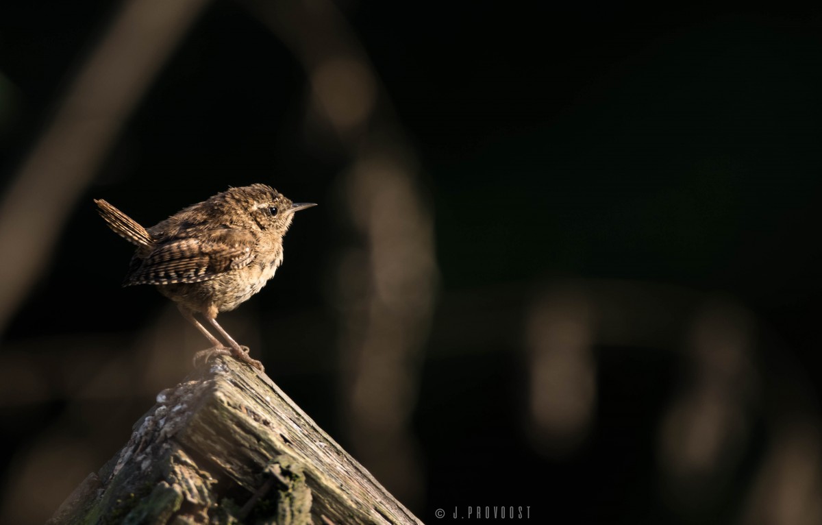 Wildlife photography