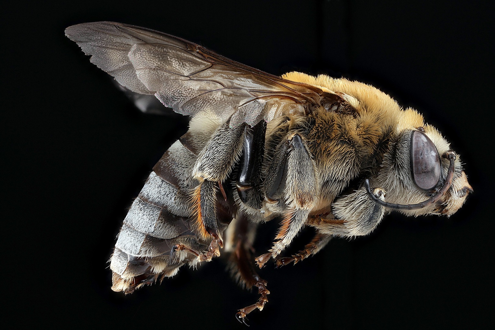 Bee