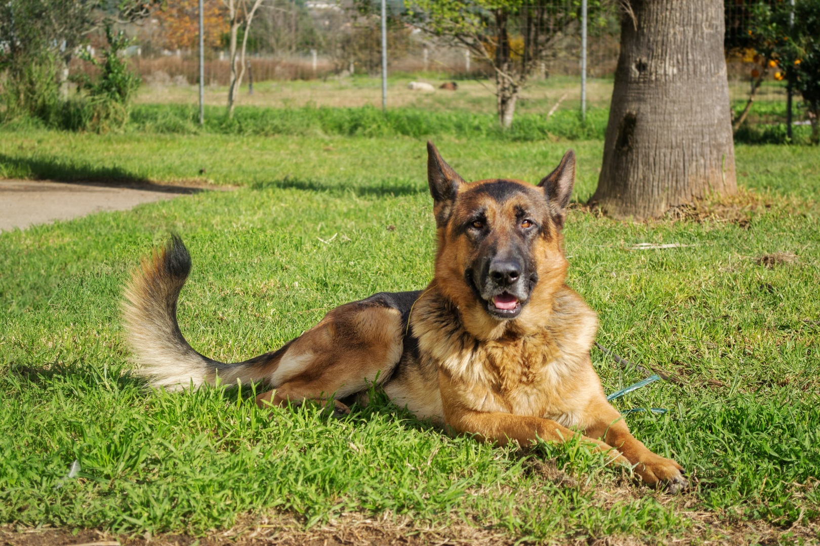 German Shepherd