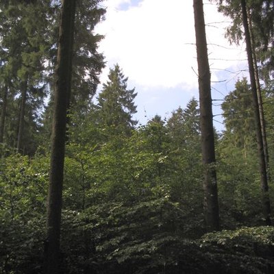 Forst