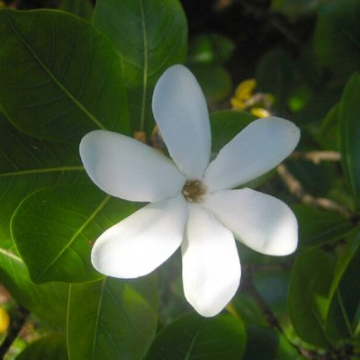 Gardenia taitensis