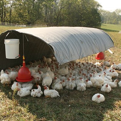 Pastured poultry logo