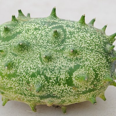 Cucumis metuliferus