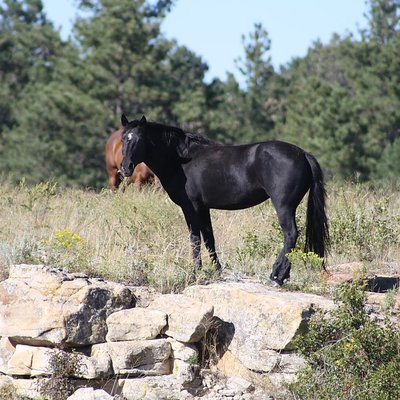 Black Hills Wild Horse Sanctuary
