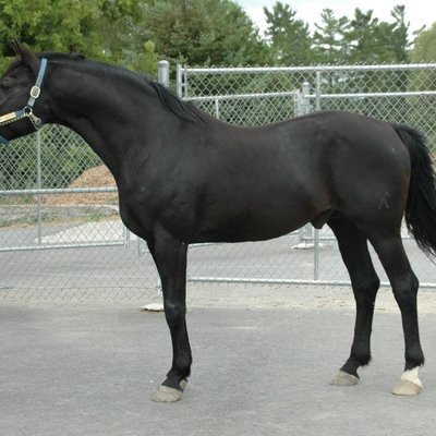 Hanoverian horse logo