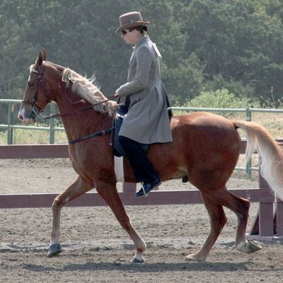 Tennessee Walking Horse logo