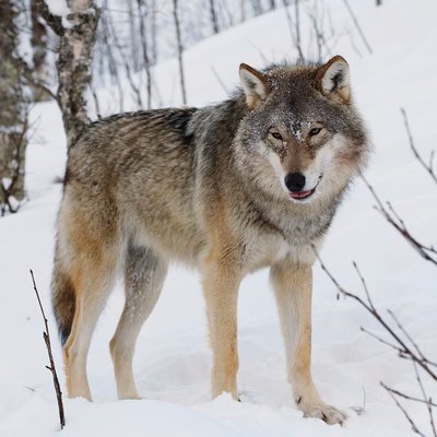 Living with Wolves