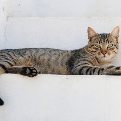 100.9 The Cat