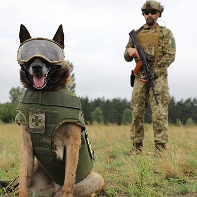 Dogs in warfare logo