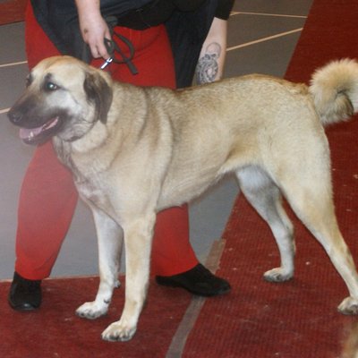 Kangal dog