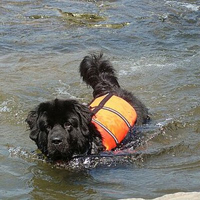 Water dog