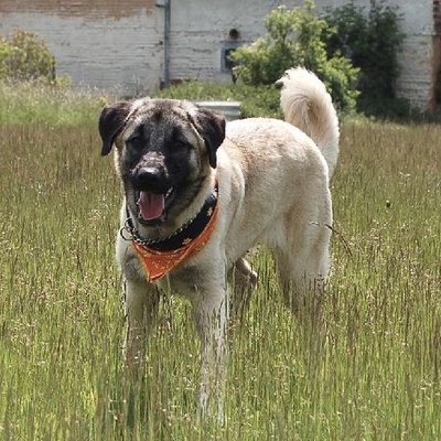 Anatolian Shepherd