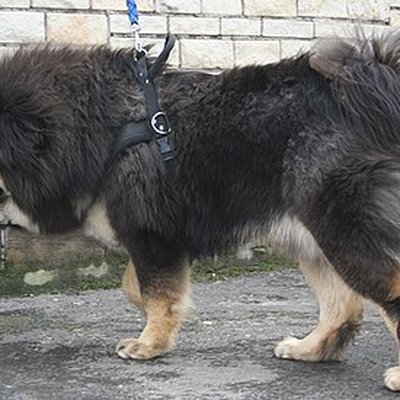 Mountain dog