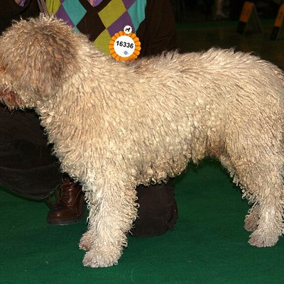 Spanish Water Dog