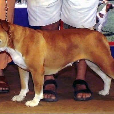 Olde English Bulldogge