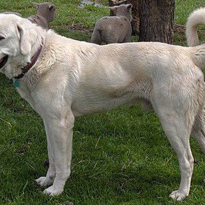 Akbash dog