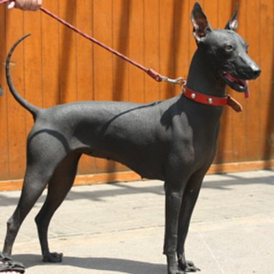 Peruvian Hairless Dog