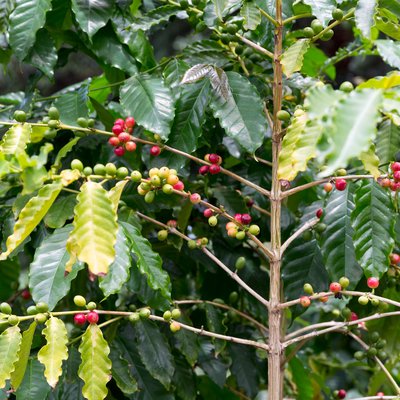 Kona coffee logo