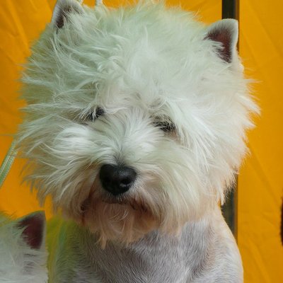 West Highland White Terrier