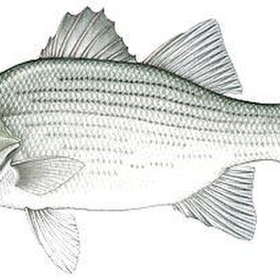White bass
