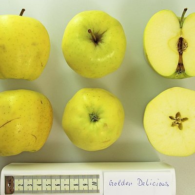 Golden Delicious