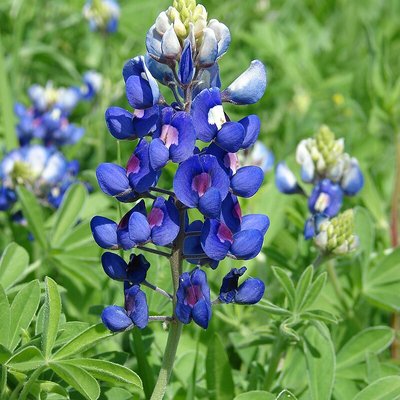 Bluebonnet (plant)