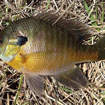 Bluegill logo