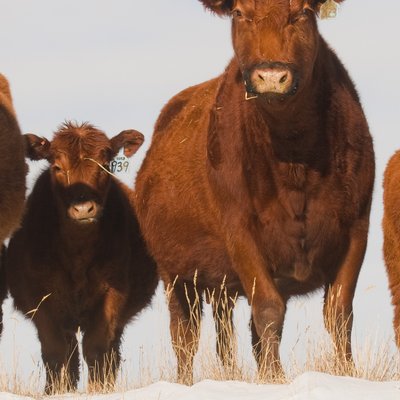Red Angus logo