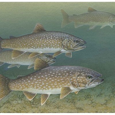 Lake trout logo