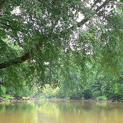 Neuse River