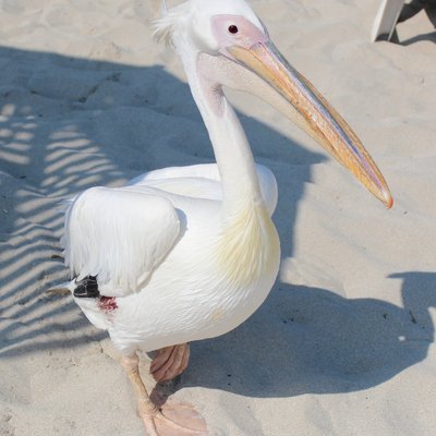 Nissi beach