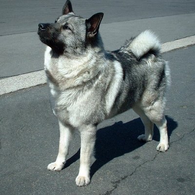 Norwegian Elkhound