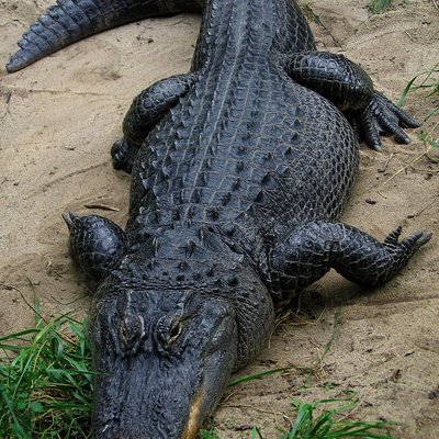 American alligator logo