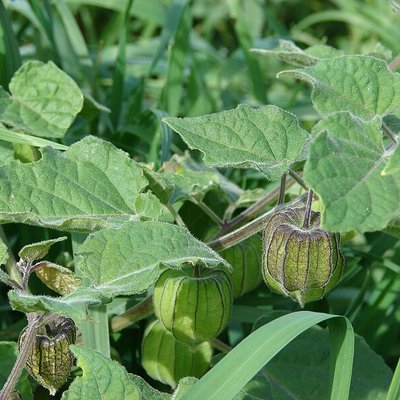 Physalis