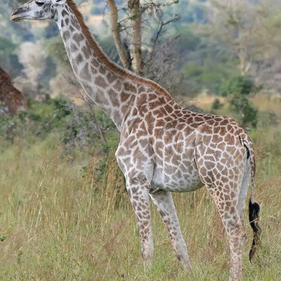Little Giraffe logo